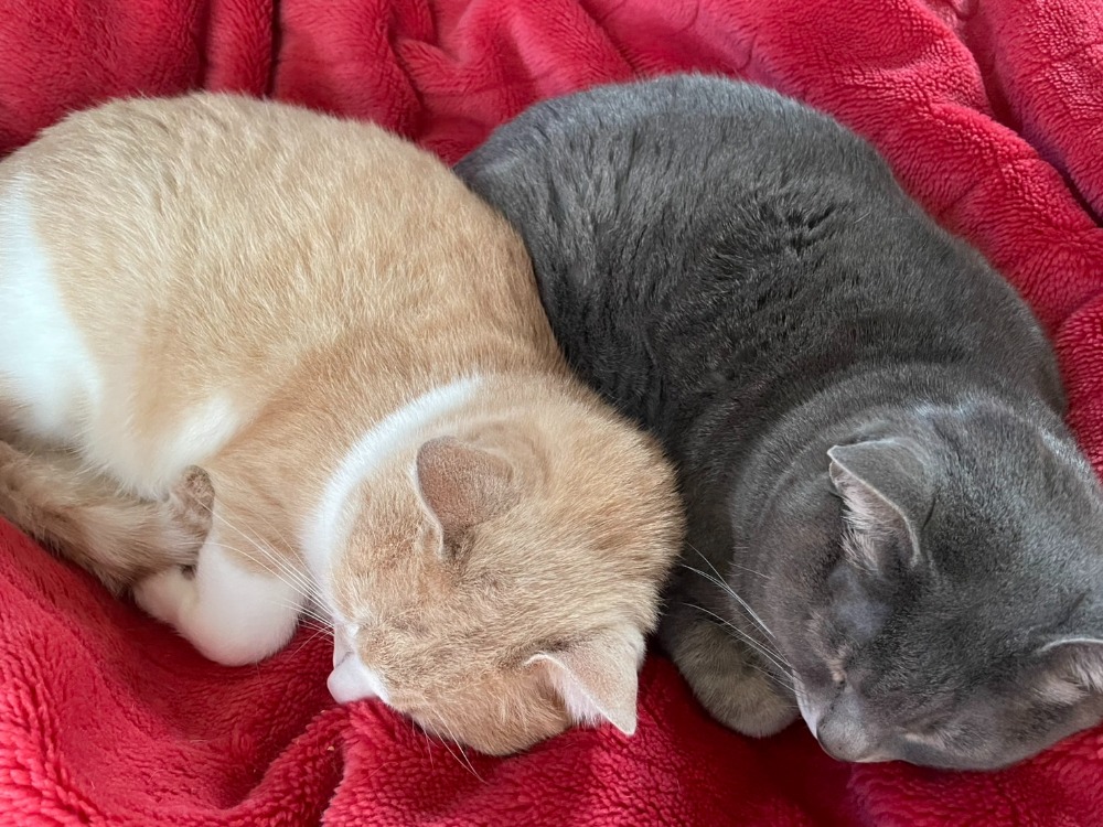 我が家の招き猫達